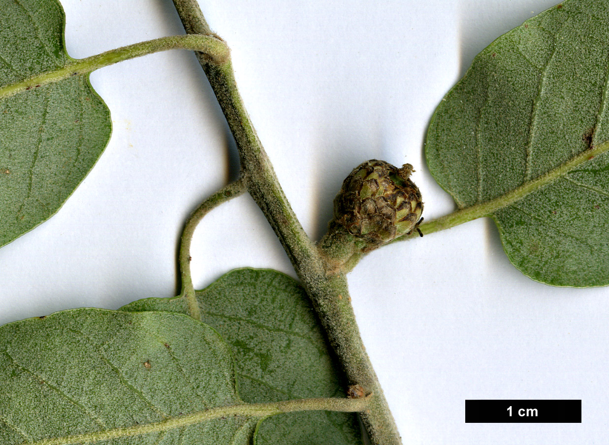 High resolution image: Family: Fagaceae - Genus: Quercus - Taxon: durifolia hybrid